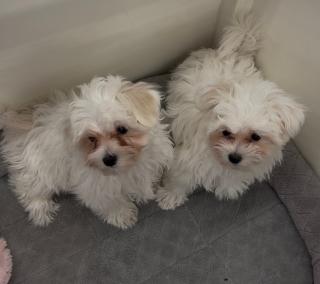 Maltese Males