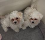 Maltese Males