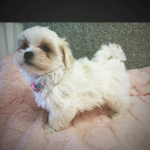 Maltese Female
